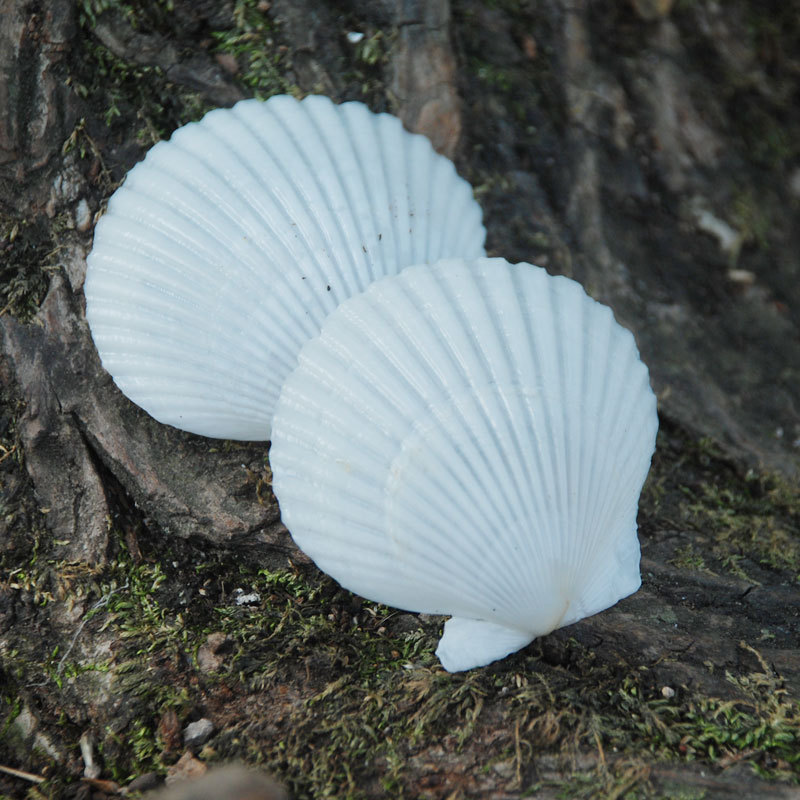 White scallop natural shell conch big gray scallop Wall diy painting fish tank landscaping Hawaiian shellfish wholesale 5cm White scallop natural shell conch big gray scallop Wall diy painting fish tank landscaping Hawaiian shellfish wholesale 5cm