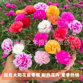 盆栽;其他园林植物;干花