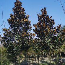 �ػ\�����ι𻨡������𻨡�����.�ڷ�M,�ΑB����.�A������