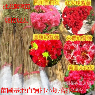 �@�ֻ��ܾG����ľ���l ���ڼt����ޱ���� ���ռtС��