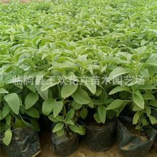 ���Ի������l��β��  �@�־G�����̾Gֲ��β�ݴ��������ر���β��