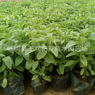 苗圃基地批发鼠尾草  园林绿化工程绿植鼠尾草大量供应地被鼠尾草