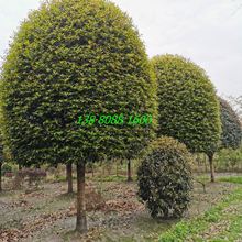 �ΗU�߷�֧�𻨘� ǧ������ ��Ʒ�|��  �Ĵ��ɶ�؛Դ