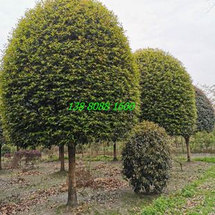 �ΗU�߷�֧�𻨘� ǧ������ ��Ʒ�|��  �Ĵ��ɶ�؛Դ