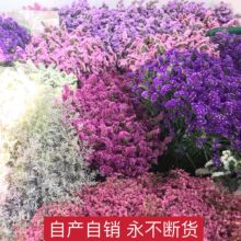 跑江湖摆地摊鲜花称斤卖 勿忘我 满天星 情人草 水晶真花干花批发