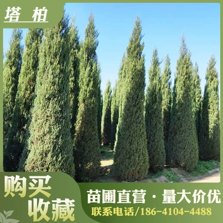 塔柏树苗松树苗侧柏树苗宝塔松柏树苗松柏树苗四季常青树绿化苗树