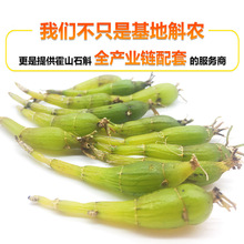 供应霍山米斛鲜条 干条原料霍山石斛鲜条 批发石斛霍山米斛鲜条