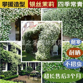 盆栽;其他园林植物;仙人掌及多肉