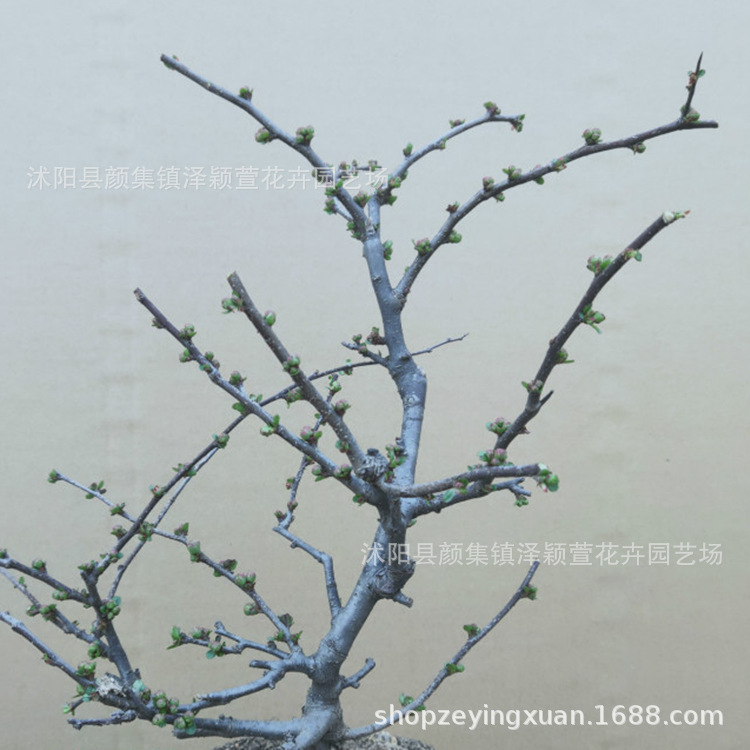 批发高档海棠盆景 海棠苗 带花苞 室内专用高档盆栽量大价优