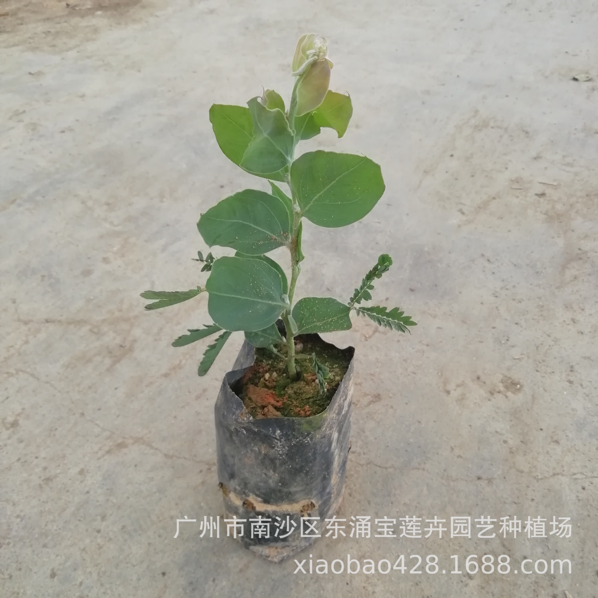 Monthly sales large base outdoor view flower landscape tree base…