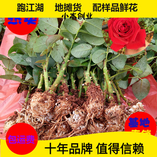 Базовая прямая продажа саженцев Yunnan Rose Flowe