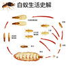 Nantong Gongcheng Wei Leopard 5%Lianhelpin suspension termite decoration to prevent extinguishing termites 500ml