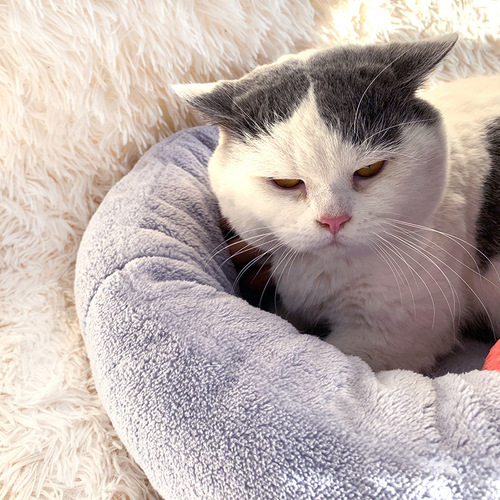 Pet deep sleep winter warm round nest thickened plush cat nest four seasons universal nest mat cat nest pet supplies wholesale