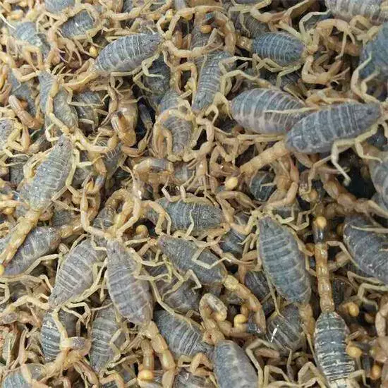 Скорпион Живой Скорпион Гора Фуниу Полный Скорпион Живой Скорпион Лекарство Жареное игристое вино