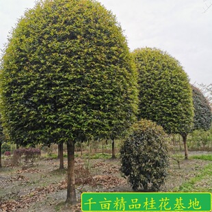 �ΗU�߷�֧�𻨘� ��Ʒ���� �a���Ĵ��ɶ��S�^С�^�G��