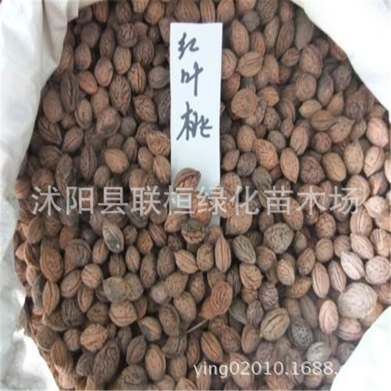 新采一级果树苗桃树种子毛桃种子桃核毛桃核紫叶桃跨境专供包装
