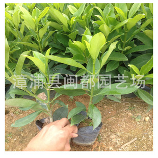 ���������������80cm������x�Ƶ����ܛ�b�Gֲ�F؛���l���