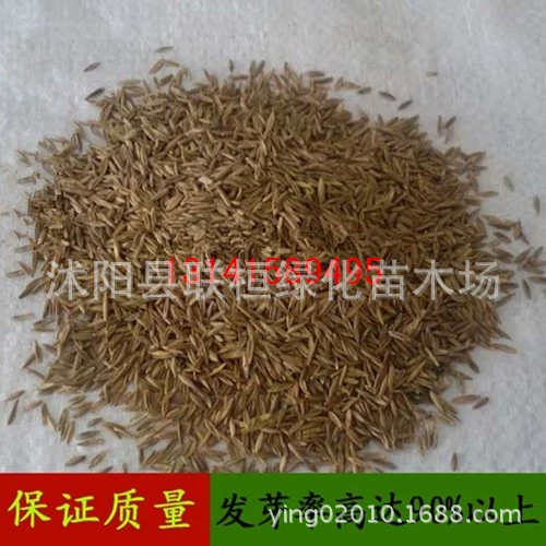 Самостоятельно производимые и продаваемые всесезонные семена зеленого газона, семена высокого фестука, семена дворовой травы, устойчивость к высоким температурам и устойчивость к подступению.