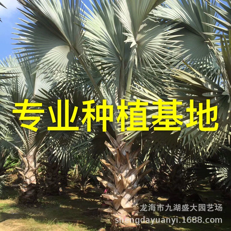 Оптовая продажа пальмового масла «Фуцзяньский господар», цена и качество «Цзянсиский господар», «Чжэцзянский господар»