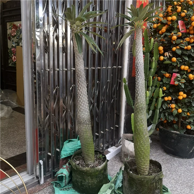 Бесшиповое Африканское дерево повелителя Apocynaceae палка дерево садовое растение в горшке бесшиповое дерево повелителя