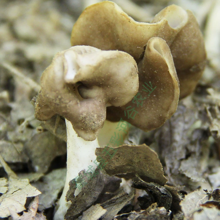 Синьцзян Ху Янлинь дикий гриб Бачу Новые товары ручка от морщин Морель Ху Янлинь экологически безвредное толстое мясо