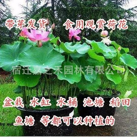 盆栽;其他园林植物;干花