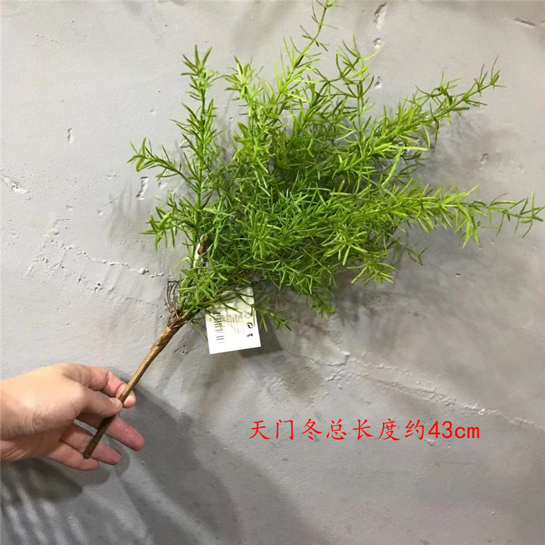 에메랄드 잔디