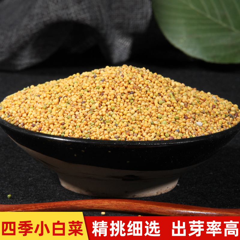 wholesale Four seasons Cabbage Cabbage Sprouts Boxwood Chinese cabbage Soilless cultivation The whole package