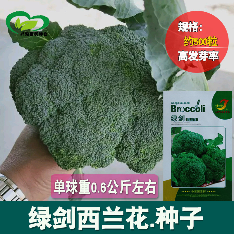 Jinyun green sword broccoli seed farmland vegetable garden cooked…