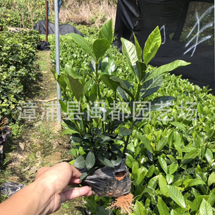 ���~�d�ӣ����~�d�ӣ� �� 40cm  С�^�G��ɫ�K �������ݻ���ֱ�l