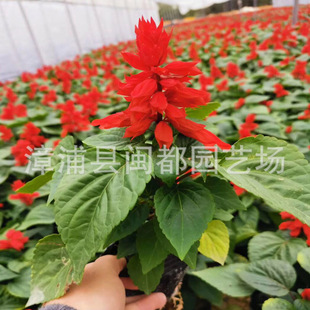 һ���t  ��� 25cm ���B�o ���@���^�c�Y��   ���c�[�� ����ֱ��