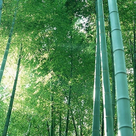 乔木;灌木;盆栽