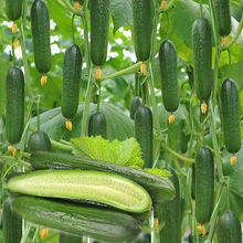 ������������ˮ���S�ϷN�� ���mС�S���ļ��������ϷN���̨����