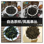八猿头椿春茶潮州乌龙茶 凤凰单丛茶 散装批发样品 试喝样
