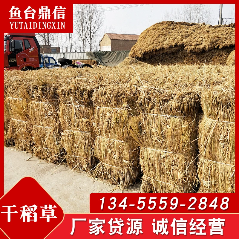 Пустыня зеленая сухая солома сарай солома травяные занавески на крыше виллы солома солома соломенные коврики оптом солома солома