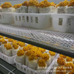 Source of supply, Yunnan local specialty dried Tremella, edible agricultural products of mushrooms, bulk dried Tremella factory wholesale