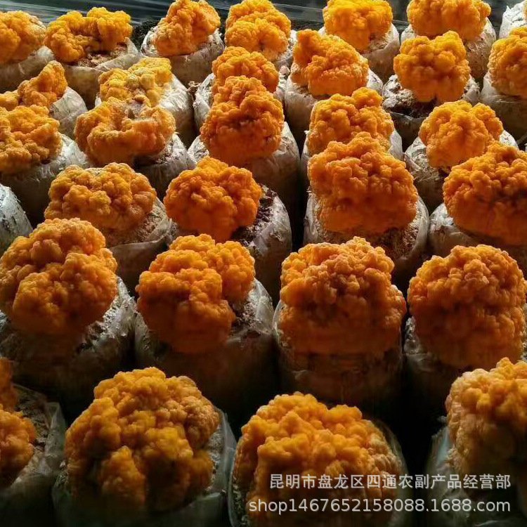产地货源  云南土特产金耳干品 菌菇食用农产品 散装金耳厂地批发