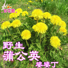 �ѹ�Ӣ ���Ŷ� �N���в�ș�ز� �׷N�׻����Լ�ͥ�@ˇ���ܷN��
