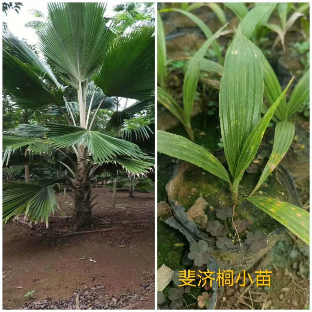 204 Поставка Фиджи Пальма Тихоокеанский коричневый саженец Тропическая пальмовая пальмовая зелень