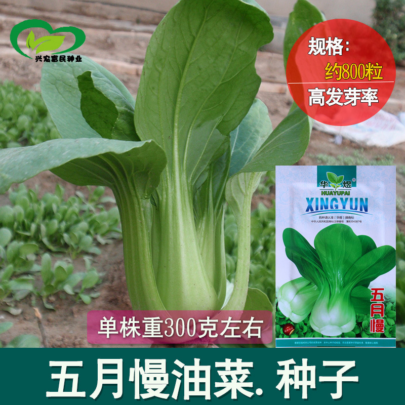 五月慢油菜种子 农田菜园可盆栽叶片肥厚浓绿清香油菜蔬菜籽