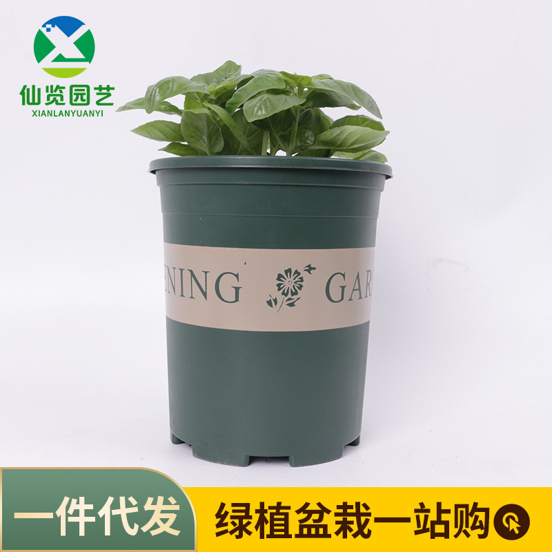 Sweet Basil Potted Herb Plant Potted Cooking Edible Basil Nine-Story Pagoda Sweet Basil Potted Herb Plant Potted Cooking Edible Basil Nine-Story Pagoda