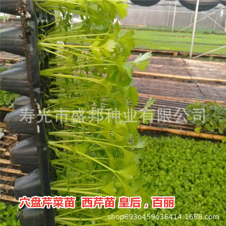 Саженцы сельдерея Саженцы сельдерея Королева/Белль сельдерей Саженцы сельдерея