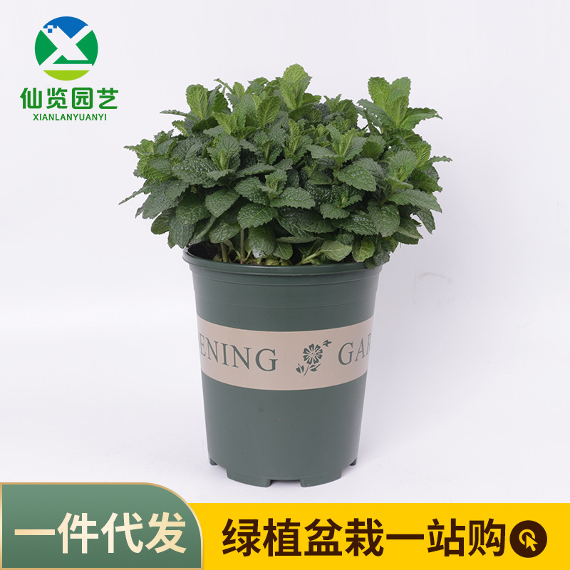 Spearmint Grass Seeds, Large-Leaf Mint, Lemon Mint, Cat Mint, Complete Variety, Large Quantity Discount Spearmint Grass Seeds, Large-Leaf Mint, Lemon Mint, Cat Mint, Complete Variety, Large Quantity Discount