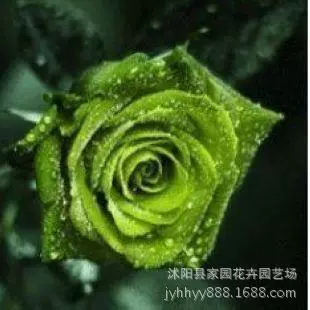 Крупные цветочные парфюмерные розы, рассада зеленых роз, зеленые звездные цветы для украшения двора в горшках, цветущие в том же году.