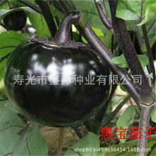 �����޽ӈA���� ������ �ڌ�/��A/��t��