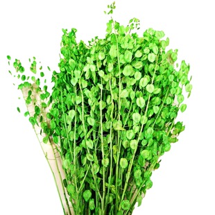 �����Ȼֲ���������r�� �j�˻� ����ƿ�廨���ܛ�b����