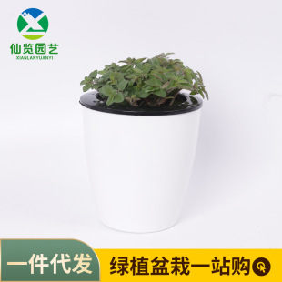 Pizza Grass Oregano Sweet Oregano Aromatic Plant Cooking Potted Edible Flowers and Plants