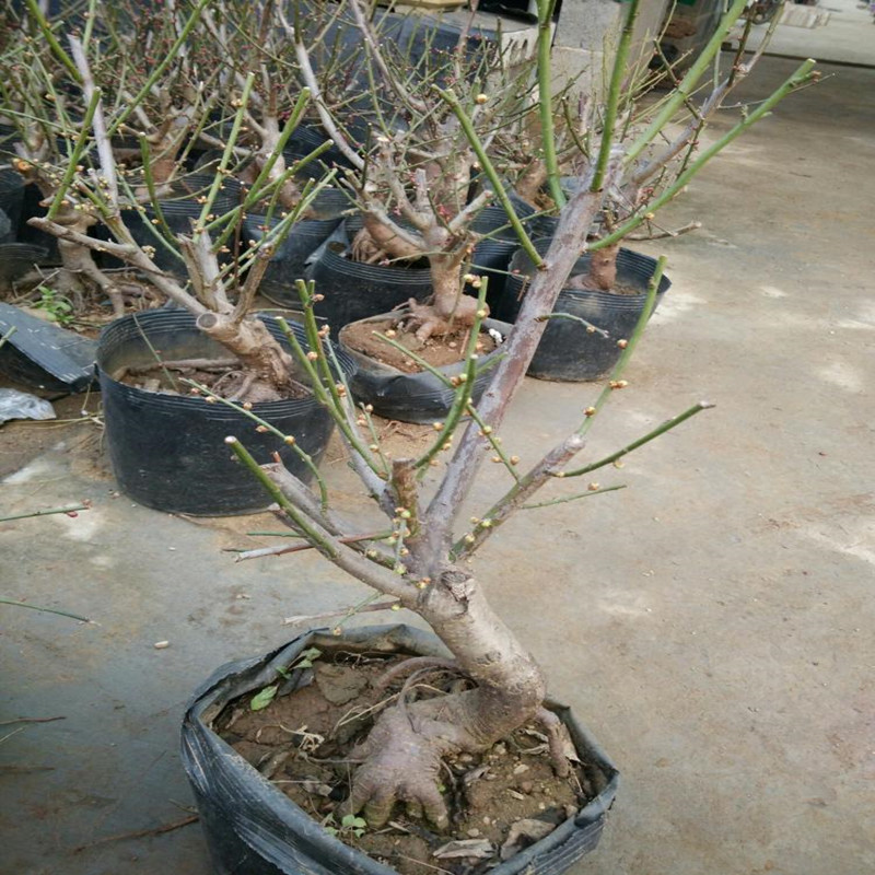红梅花老桩盆景树桩红梅树苗乌梅绿梅室内盆栽绿植包邮