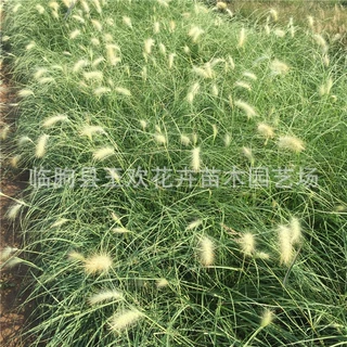 山东青州大量供应 草花狼尾草易栽培绿化狼尾草基地供应