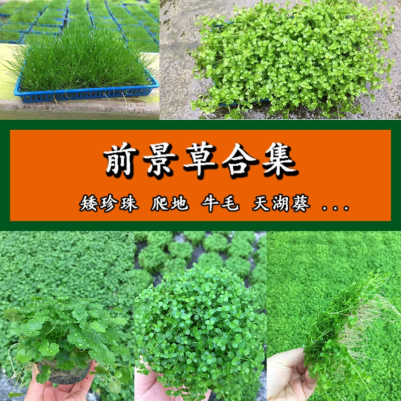 Пастбища оптом аквариум озеленение Альпинизм карликовый жемчуг Тяньху Квай шерсть крупного рогатого скота водные растения передний план трава коллекция